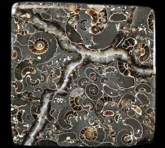 Polished Ammonite Fossil Slab - Marston Magna Marble #42221